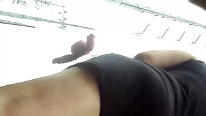 Twee honden met hardcore pornofilms een stijve pik een gat op kuiken